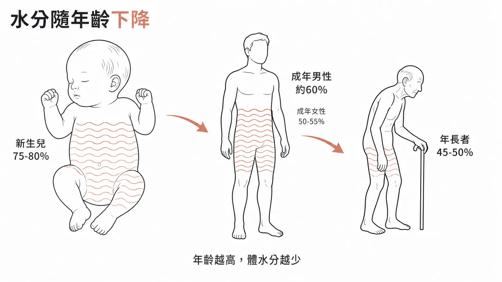 人體水分比例隨年齡變化示意圖,新生兒 75-80% 最高,年長者 45-50% 最低