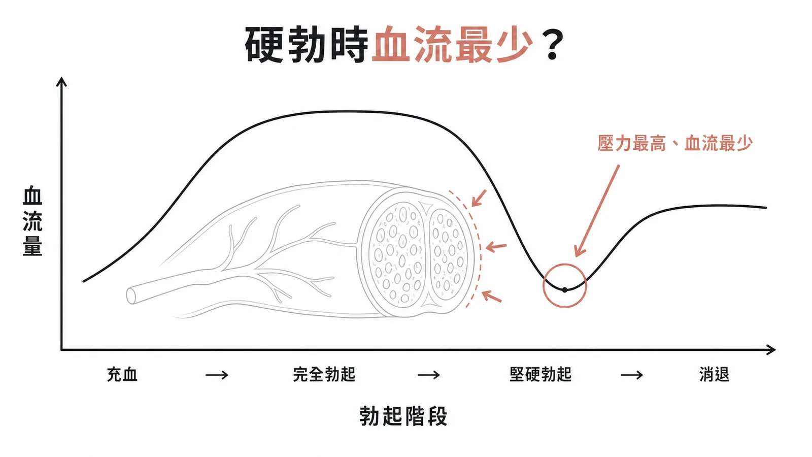 堅硬勃起期血流量最少