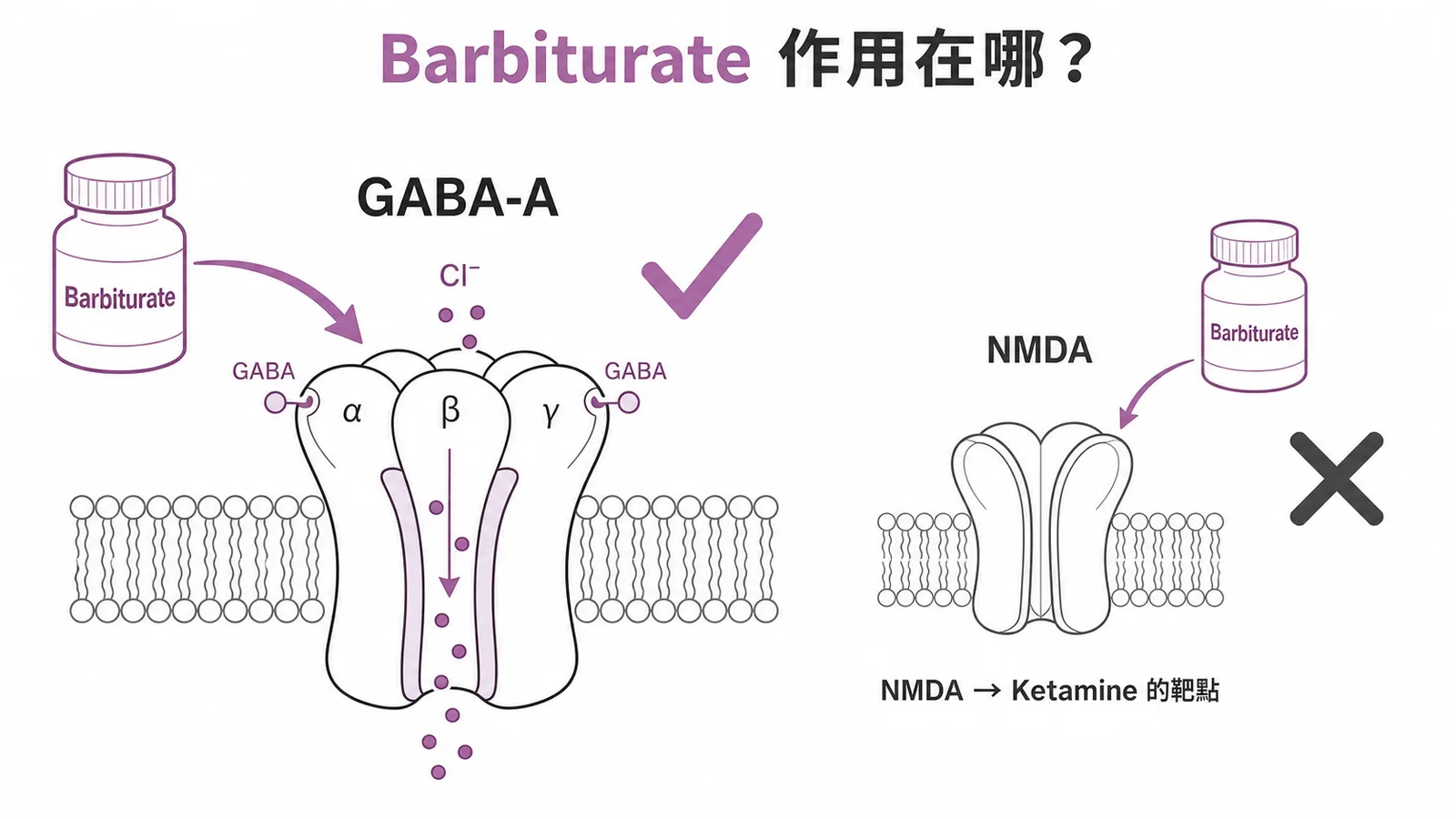 Barbiturate 作用於 GABA-A 受體而非 NMDA 受體