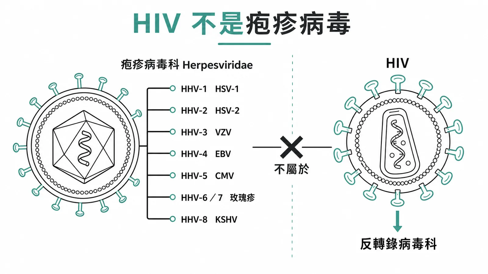 人類疱疹病毒科家族與 HIV 屬反轉錄病毒科對照圖