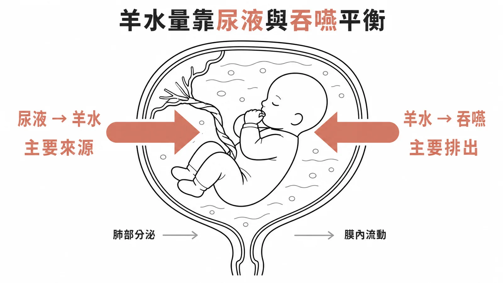 羊水量平衡示意圖:胎兒尿液為主要來源,吞嚥為主要排出途徑