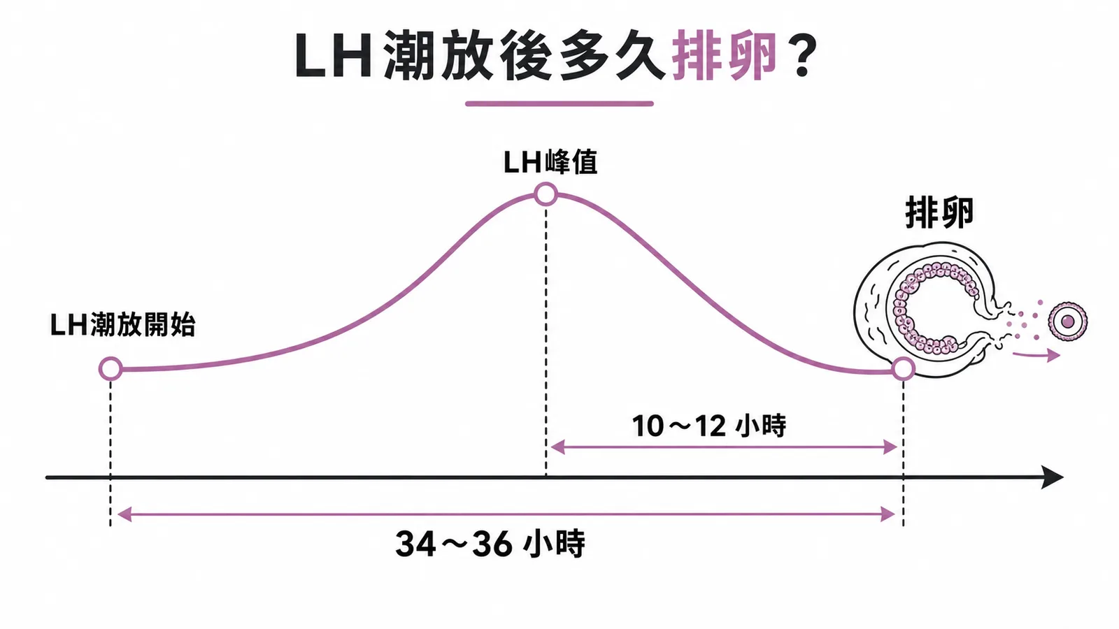 LH潮放到排卵時間軸:潮放開始後34-36小時排卵,峰值後10-12小時排卵
