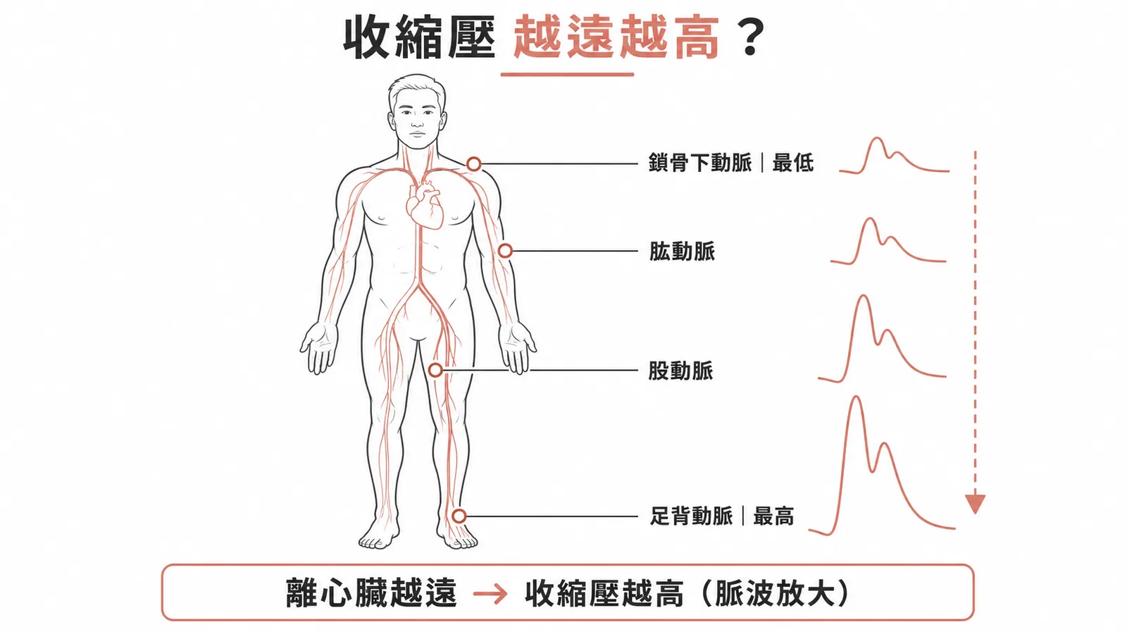 動脈收縮壓放大現象:離心臟越遠收縮壓越高,足背 > 股 > 肱 > 鎖骨下