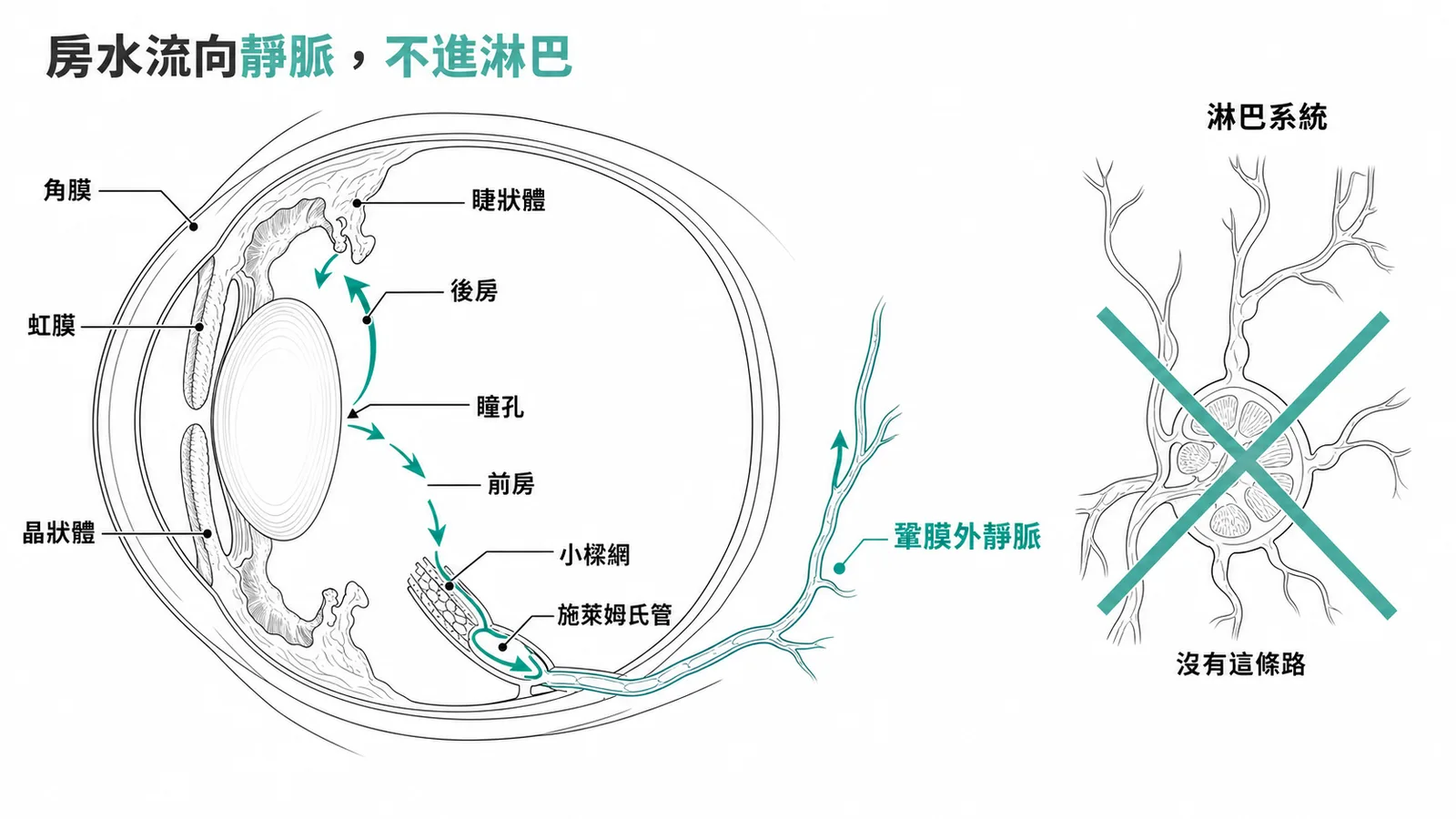 房水循環路徑：流向鞏膜外靜脈而非淋巴系統