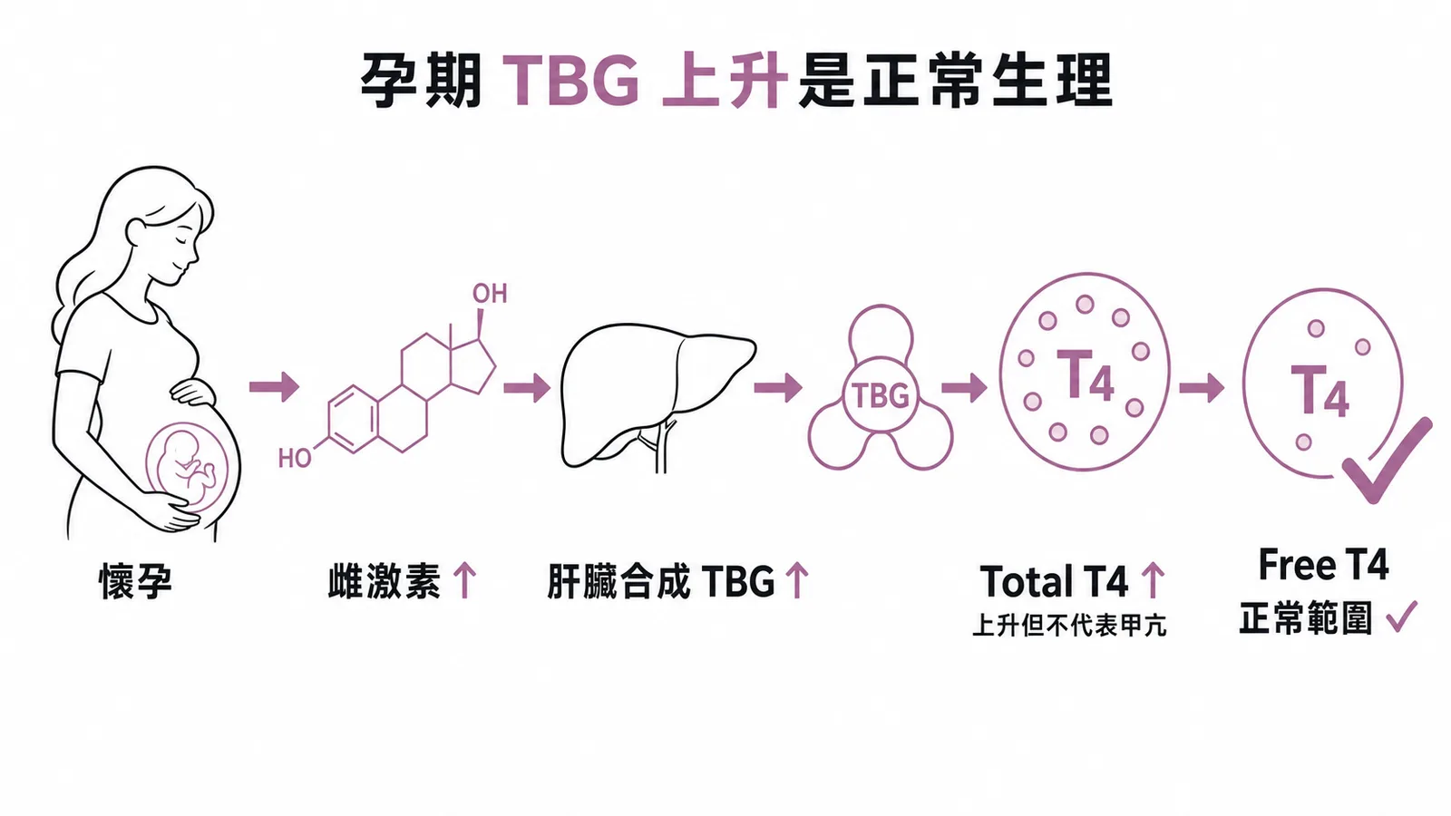 孕期雌激素上升導致TBG增加,Total T4上升但Free T4維持正常