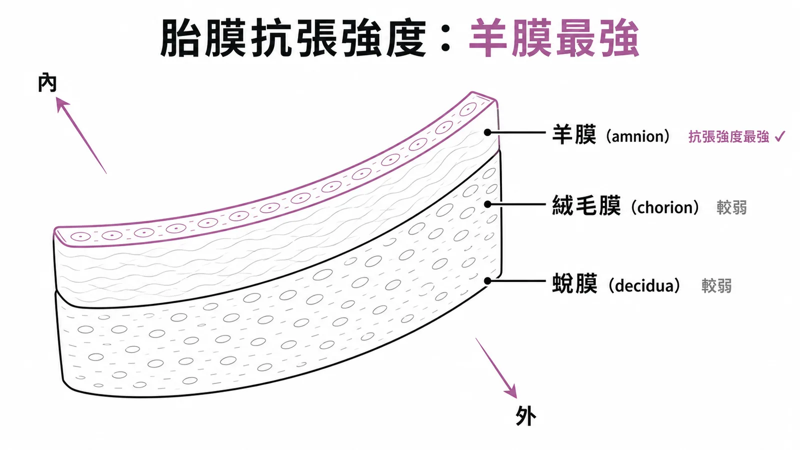 胎膜分層示意圖:羊膜位於最內層且抗張強度最強