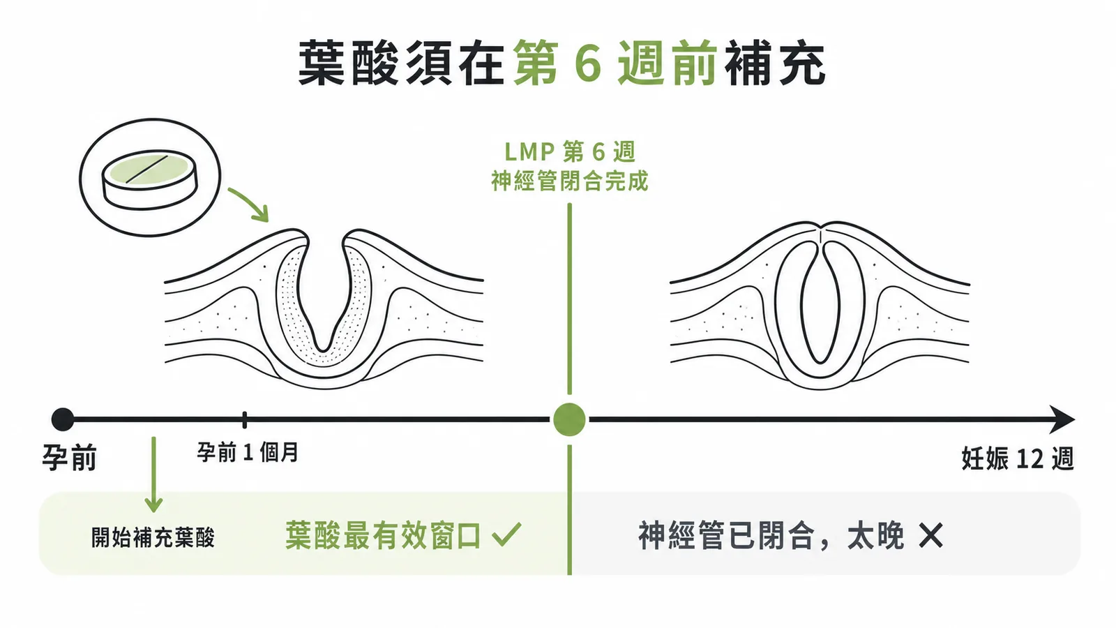 葉酸須在LMP第6週神經管閉合前補充才有效