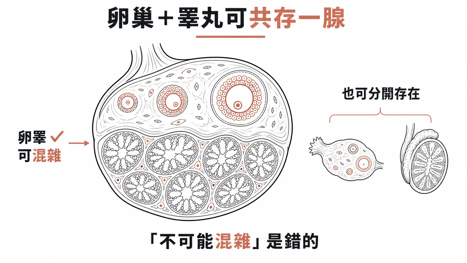 真性陰陽人的卵巢與睪丸組織可混雜共存於同一性腺形成卵睪