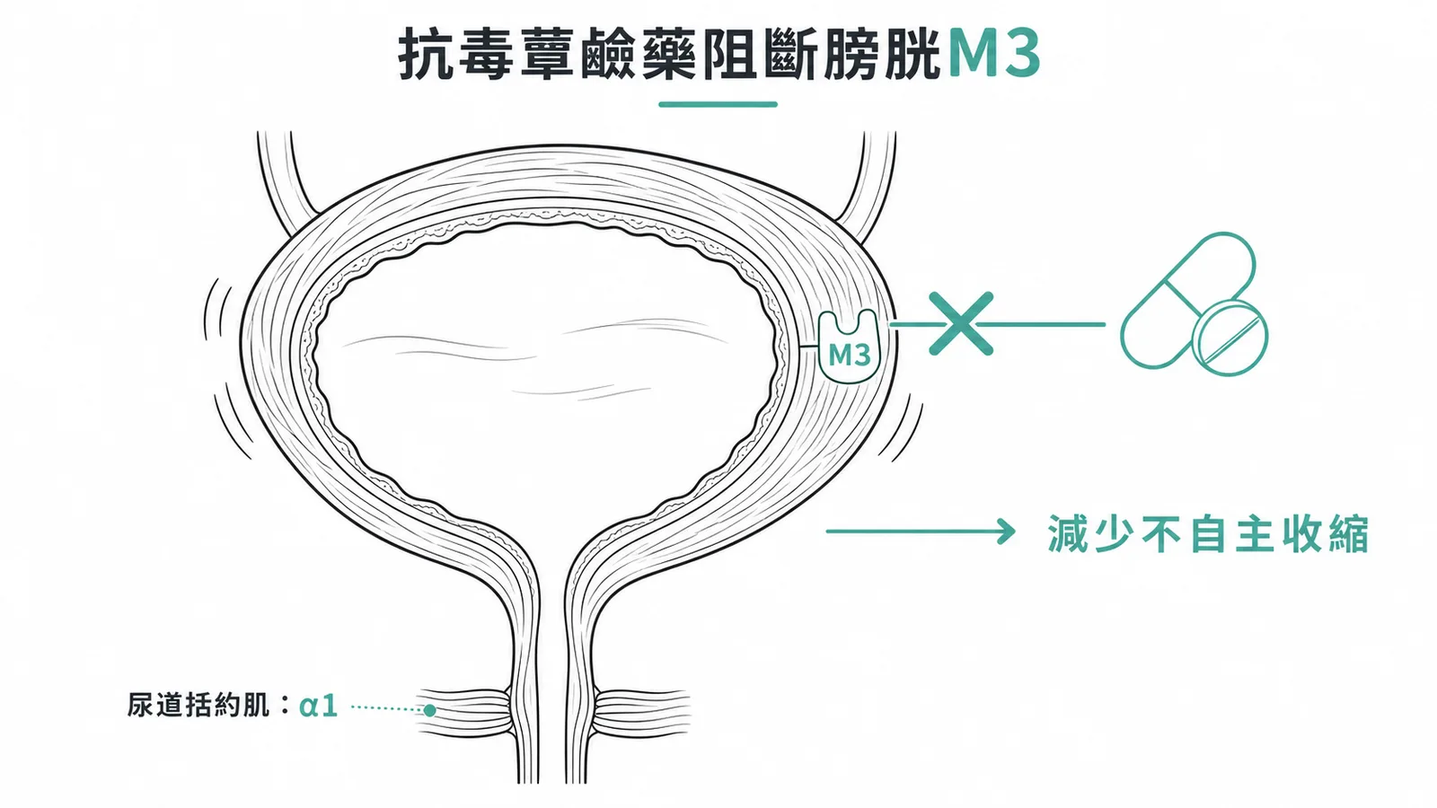 抗毒蕈鹼藥阻斷膀胱M3受體減少不自主收縮示意圖