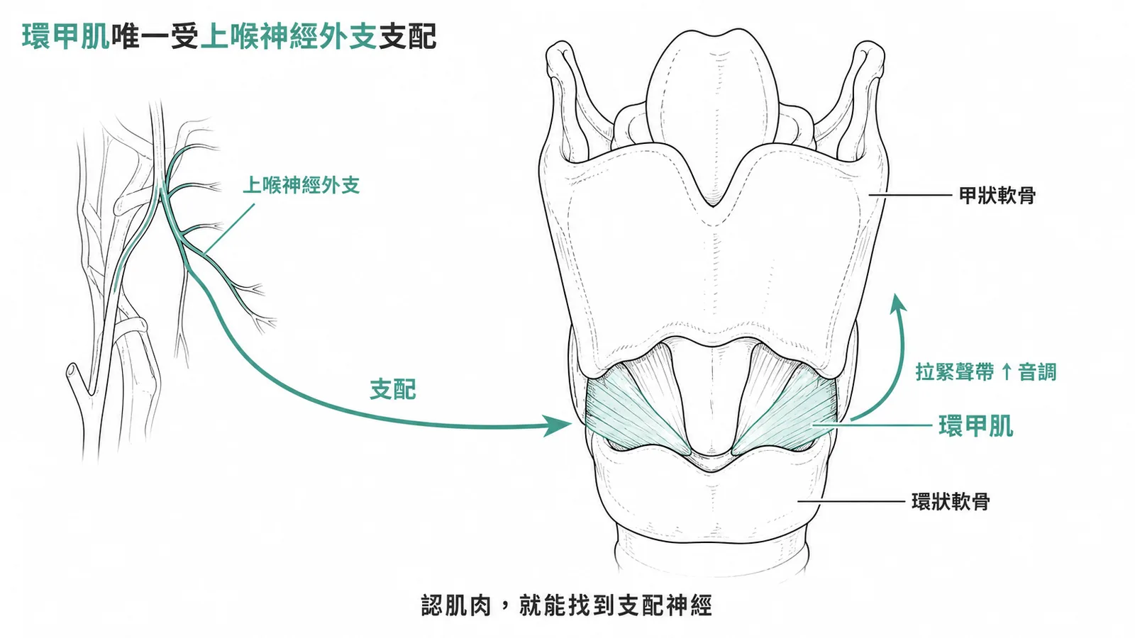環甲肌是唯一由上喉神經外支支配的喉內肌,功能為拉緊聲帶升高音調