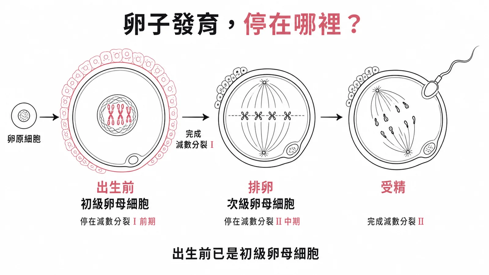卵子發育三個停滯點:出生前停在減數分裂 I 前期、排卵停在 II 中期、受精才完成