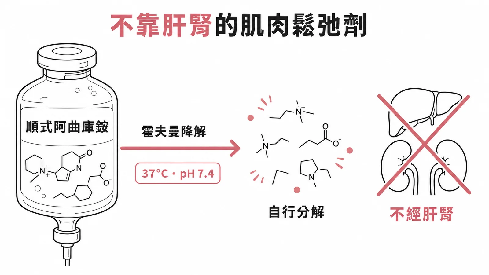 Cisatracurium 經霍夫曼降解代謝，不需肝腎參與
