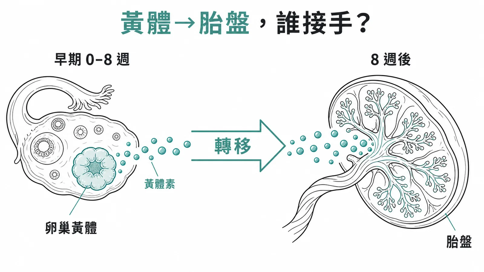 妊娠8週後黃體素來源由卵巢黃體轉移至胎盤