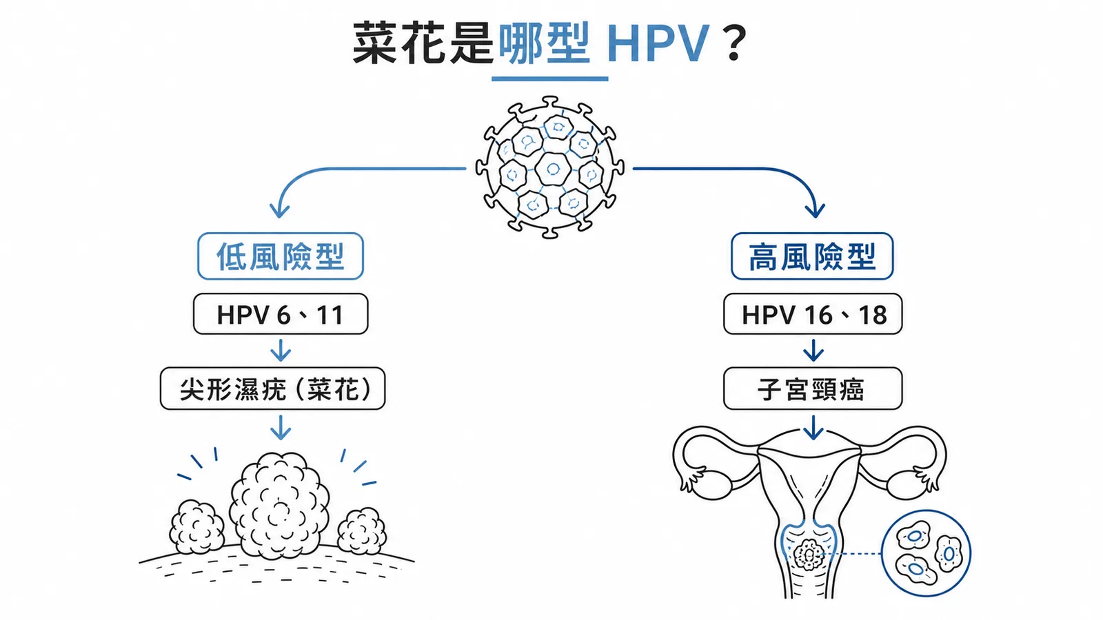 HPV低風險型與高風險型分類及對應疾病示意圖