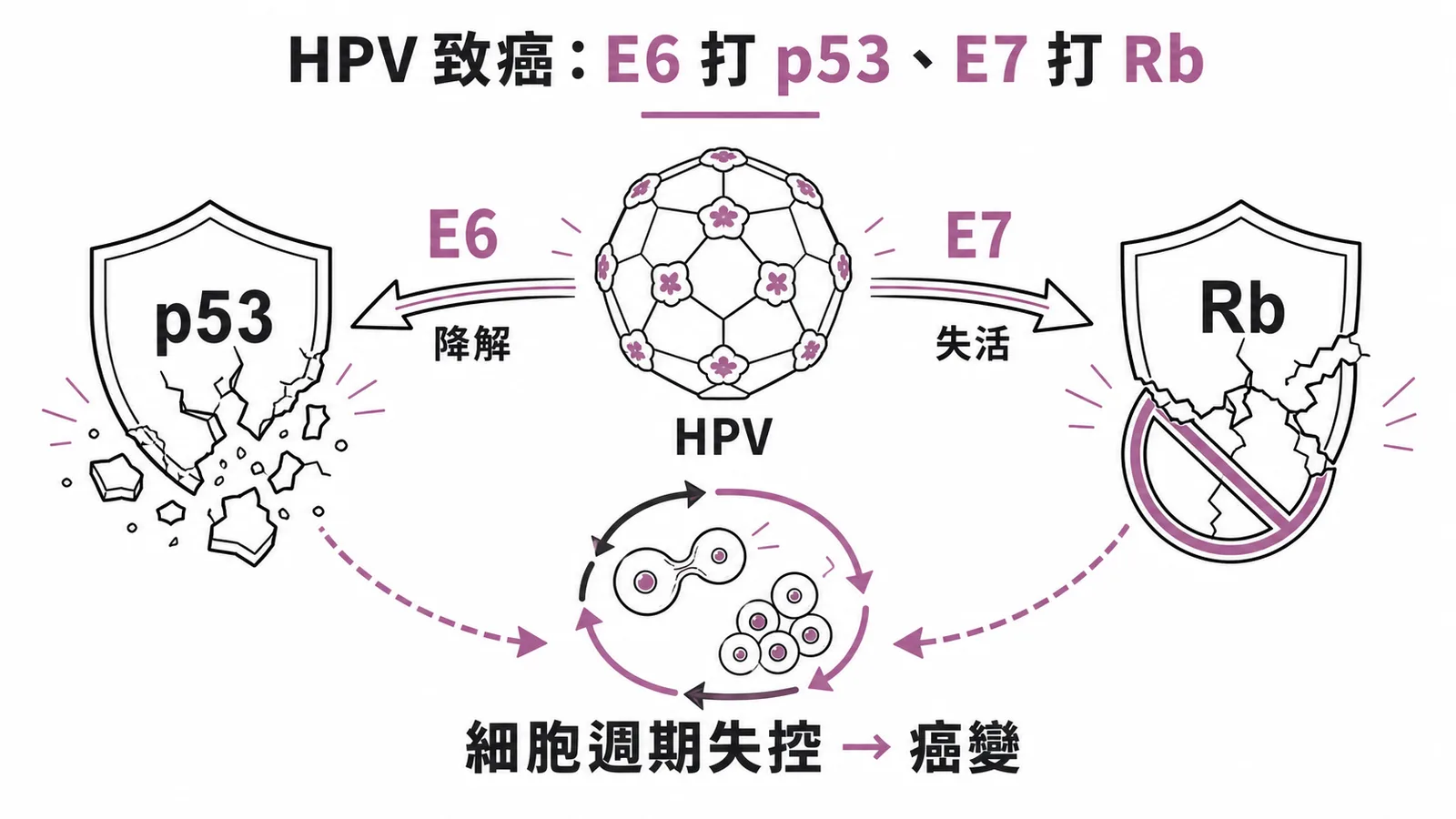 HPV 致癌機轉：E6 降解 p53、E7 失活 Rb，導致細胞週期失控與癌變