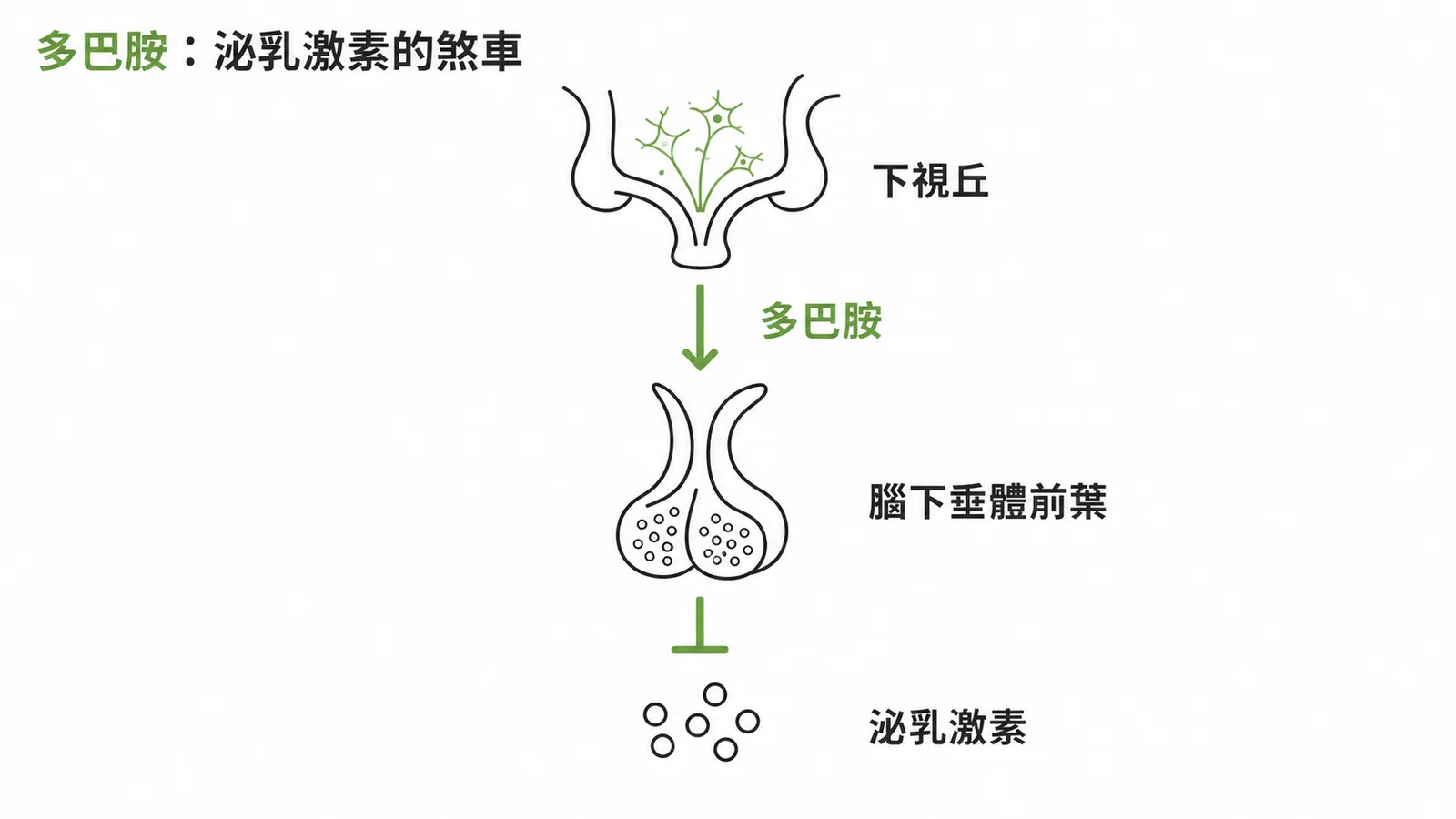 多巴胺由下視丘分泌，是抑制腦下垂體前葉泌乳激素釋放的主要因子