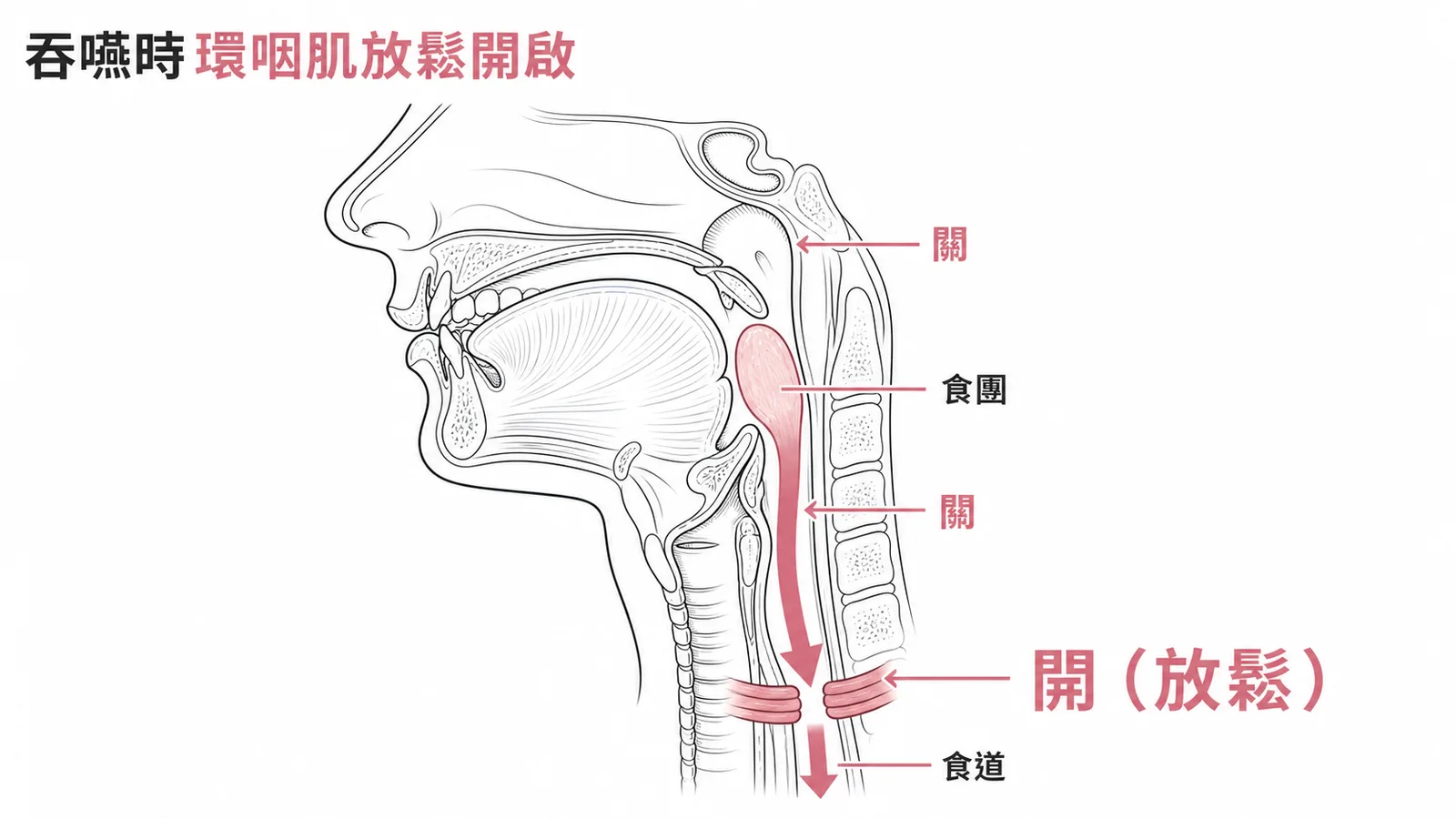 吞嚥咽部期軟腭與會厭關閉保護呼吸道，環咽肌放鬆開啟讓食團進入食道