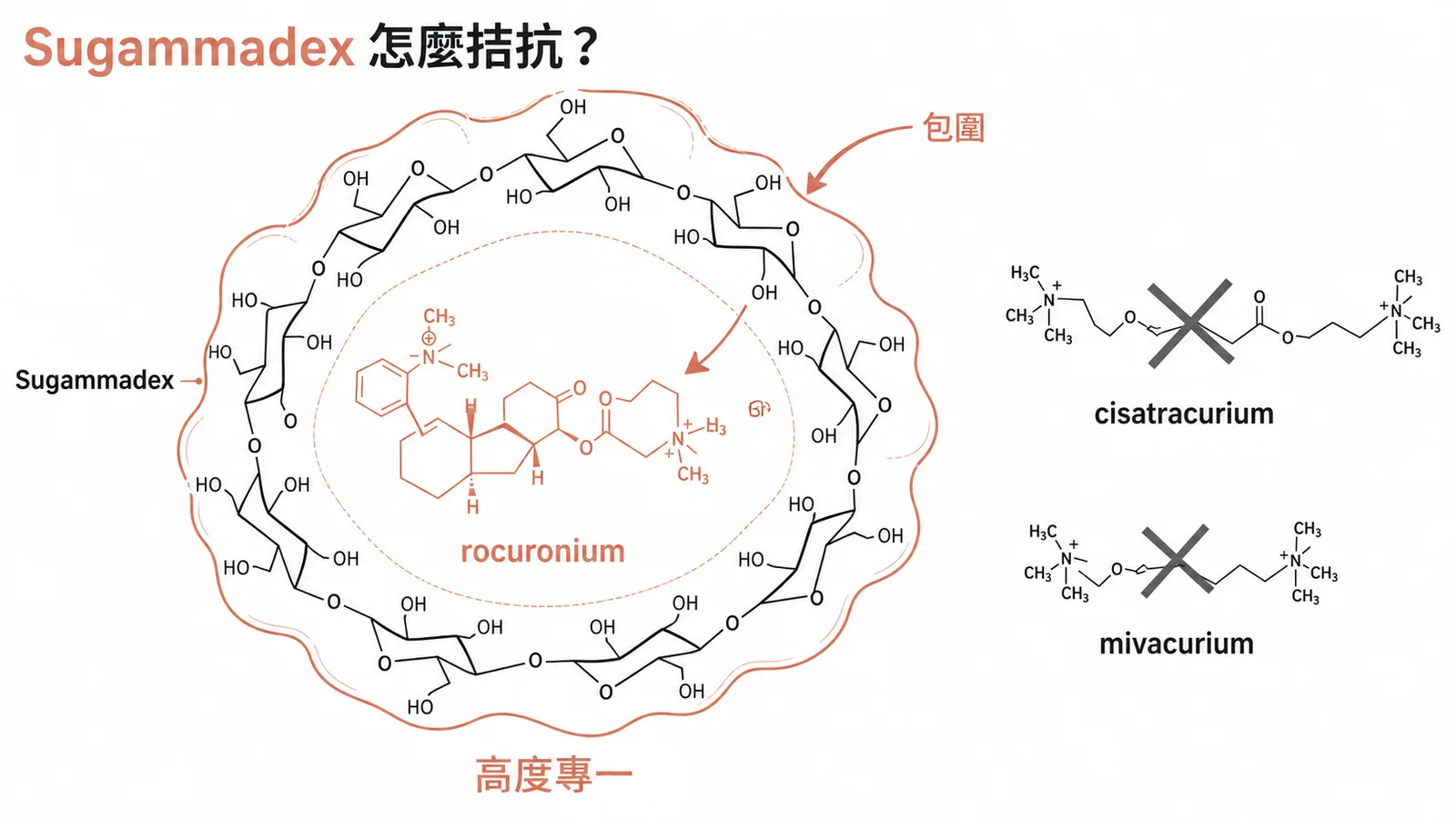 Sugammadex 環形分子包圍 rocuronium 的專一性拮抗機制