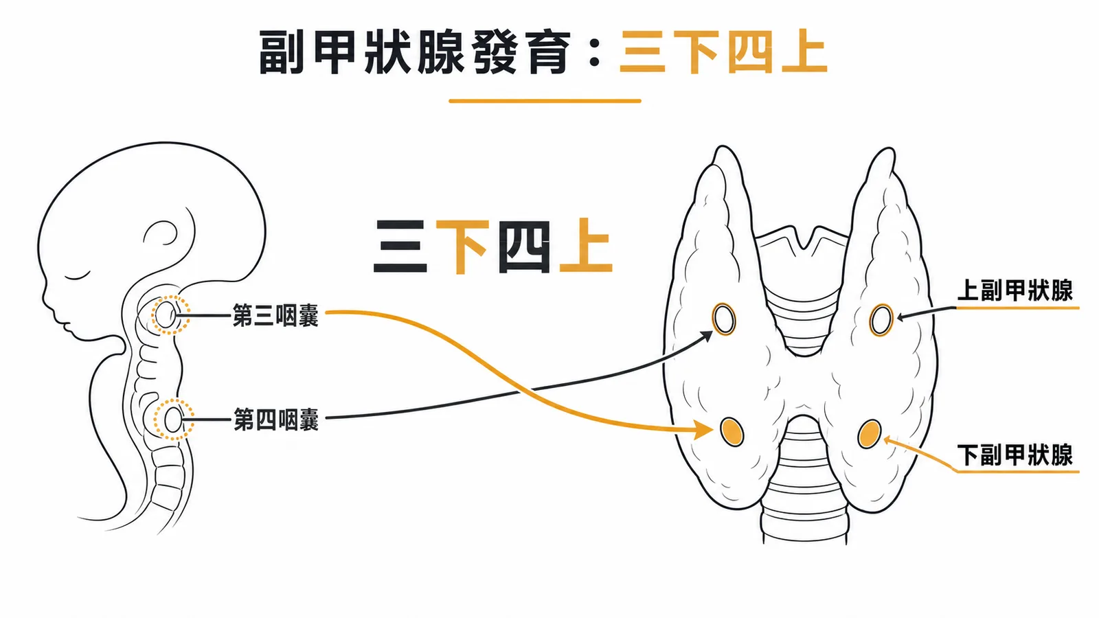 副甲狀腺發育三下四上口訣示意圖