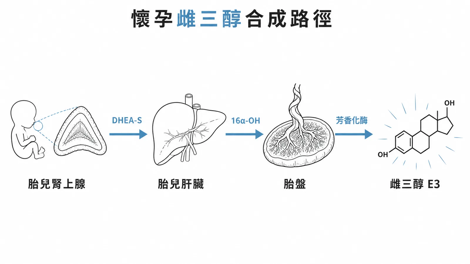 懷孕雌三醇合成路徑示意圖
