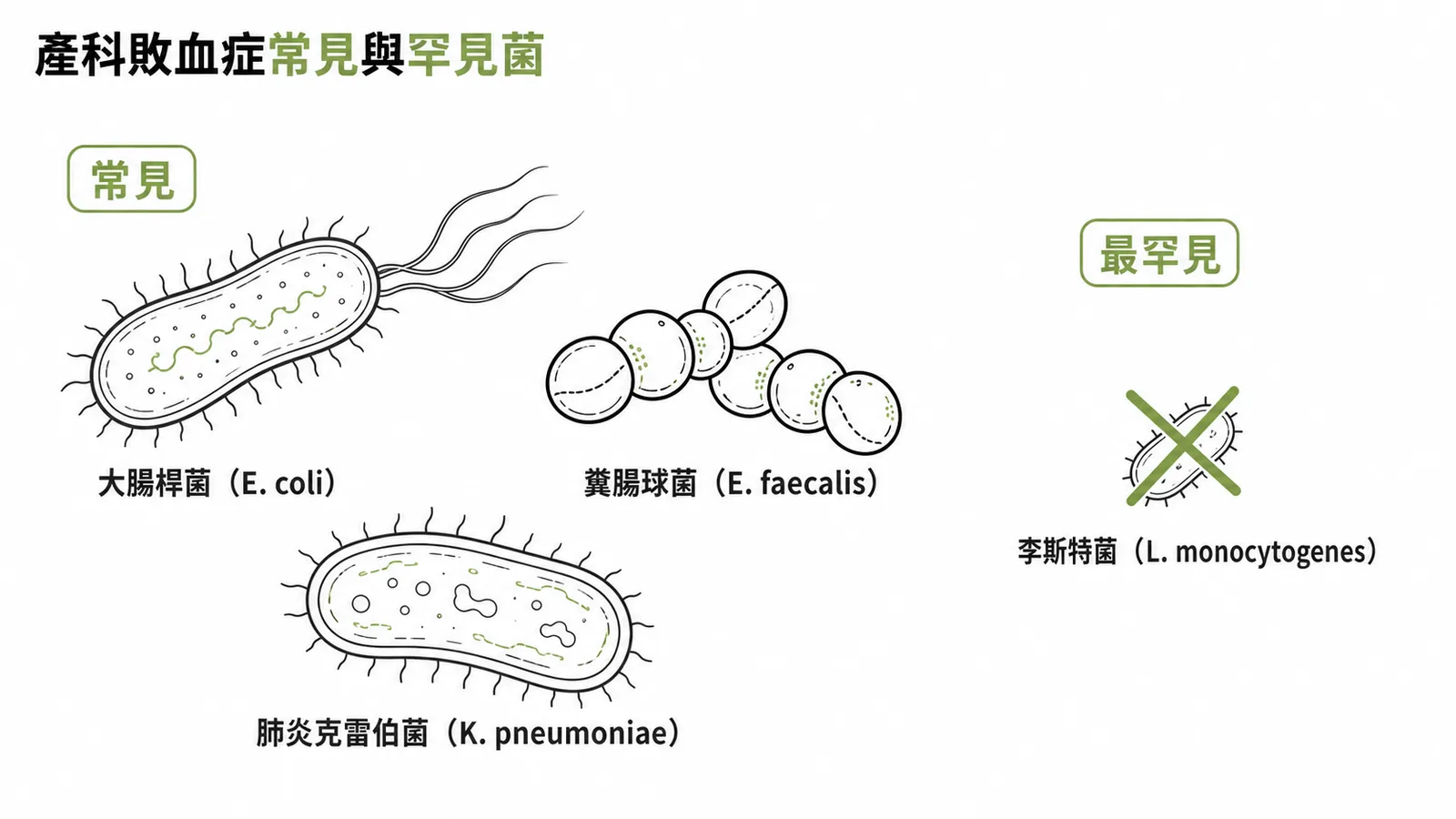 產科敗血症常見與罕見菌對比：李斯特菌為最罕見病原菌