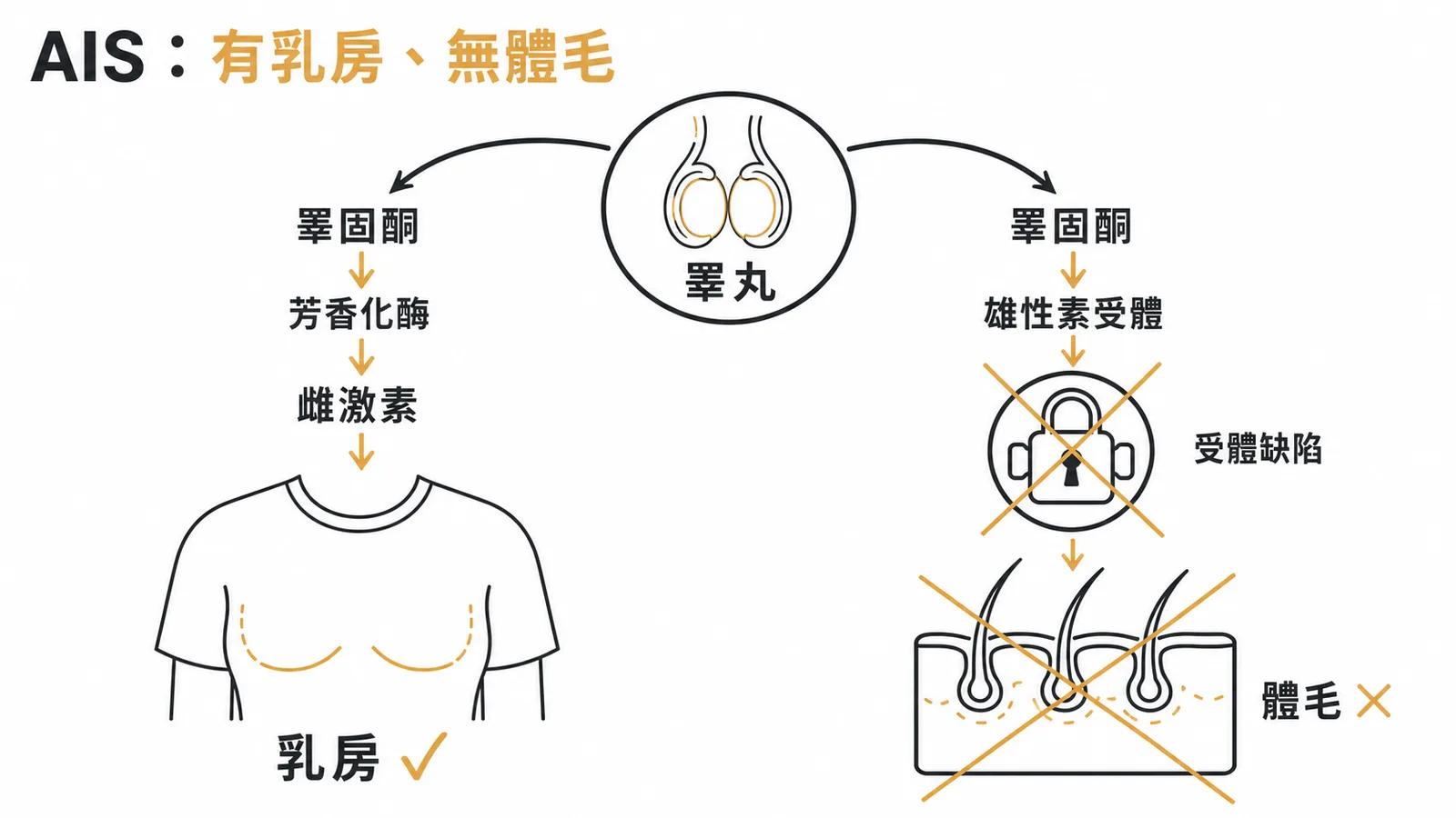 AIS機轉：睪固酮經芳香化酶轉為雌激素促乳房發育，但雄性素受體缺陷致無體毛