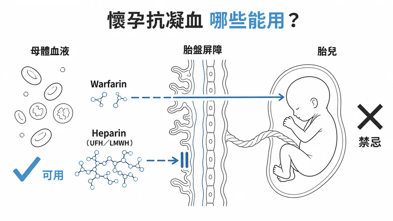 懷孕期間抗凝血劑安全性：Warfarin穿過胎盤禁忌，Heparin不穿過胎盤安全