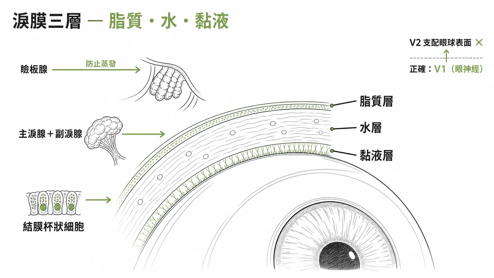 淚膜由外到內三層結構：脂質層、水層、黏液層