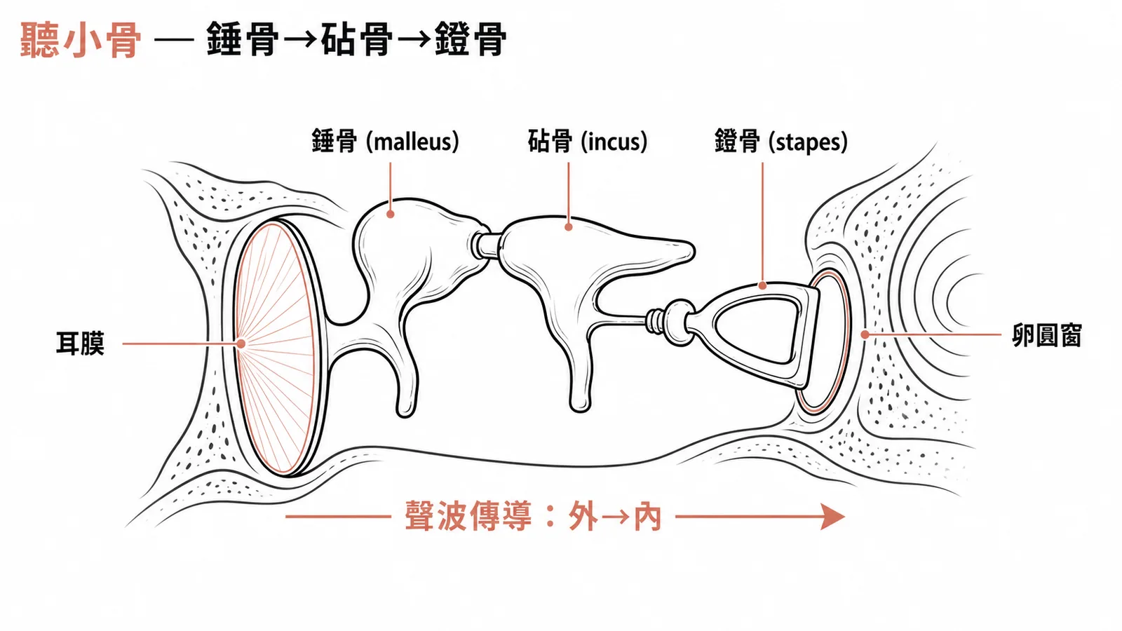 中耳聽小骨由外到內依序為錘骨、砧骨、鐙骨