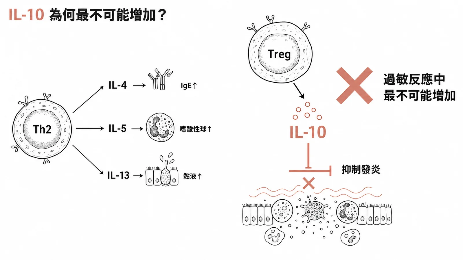 過敏反應中 Th2 促發炎 vs IL-10 抗發炎角色對照