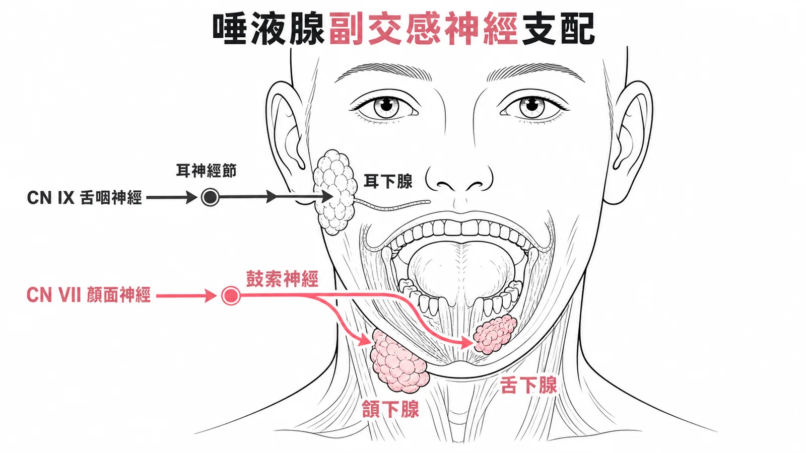 三大唾液腺副交感神經支配:CN VII 支配頷下腺與舌下腺