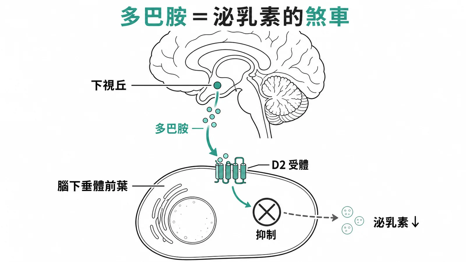 多巴胺經D2受體抑制腦下垂體前葉泌乳素分泌