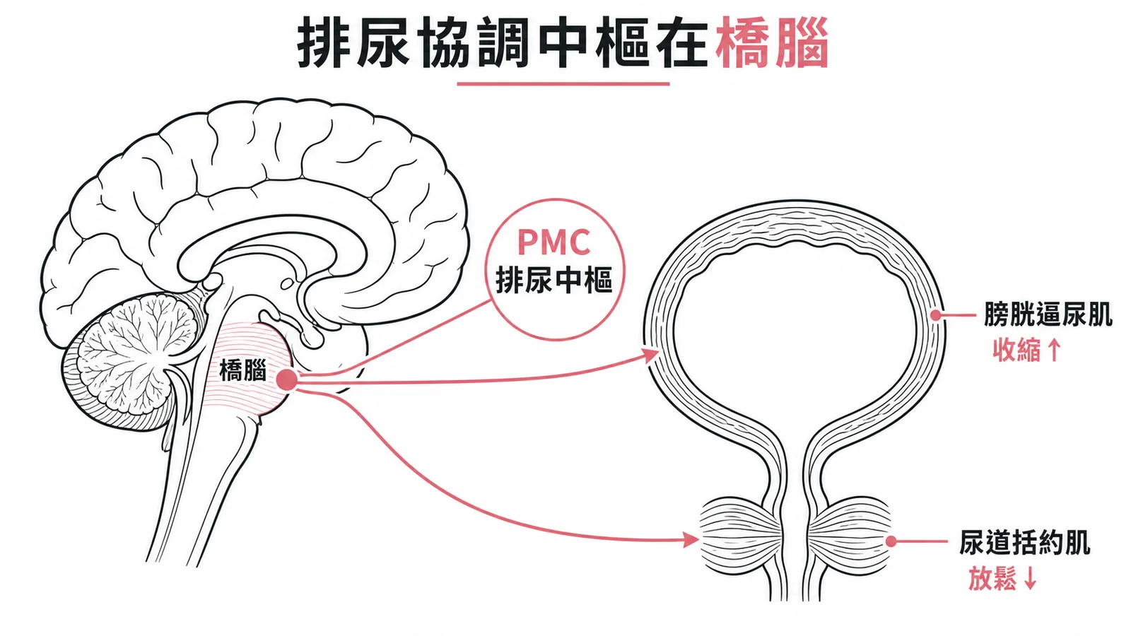 橋腦PMC排尿中樞協調膀胱逼尿肌收縮與尿道括約肌放鬆