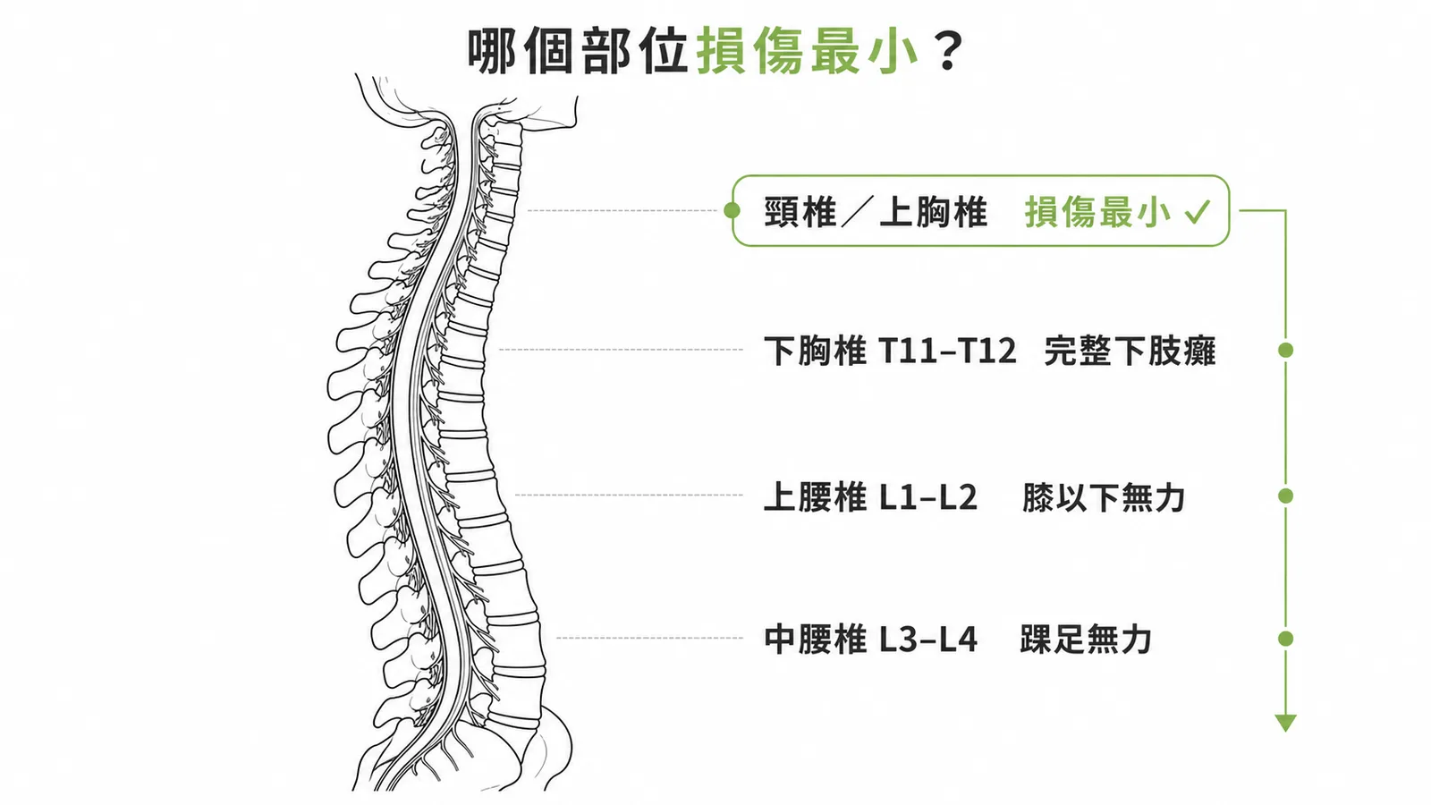 脊髓脊膜膨出症各節段功能預後:頸椎與上胸椎損傷最小,越往下功能缺損越多
