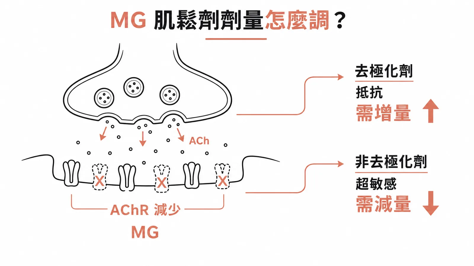 MG病人對去極化肌鬆劑抵抗需增量,對非去極化肌鬆劑超敏感需減量