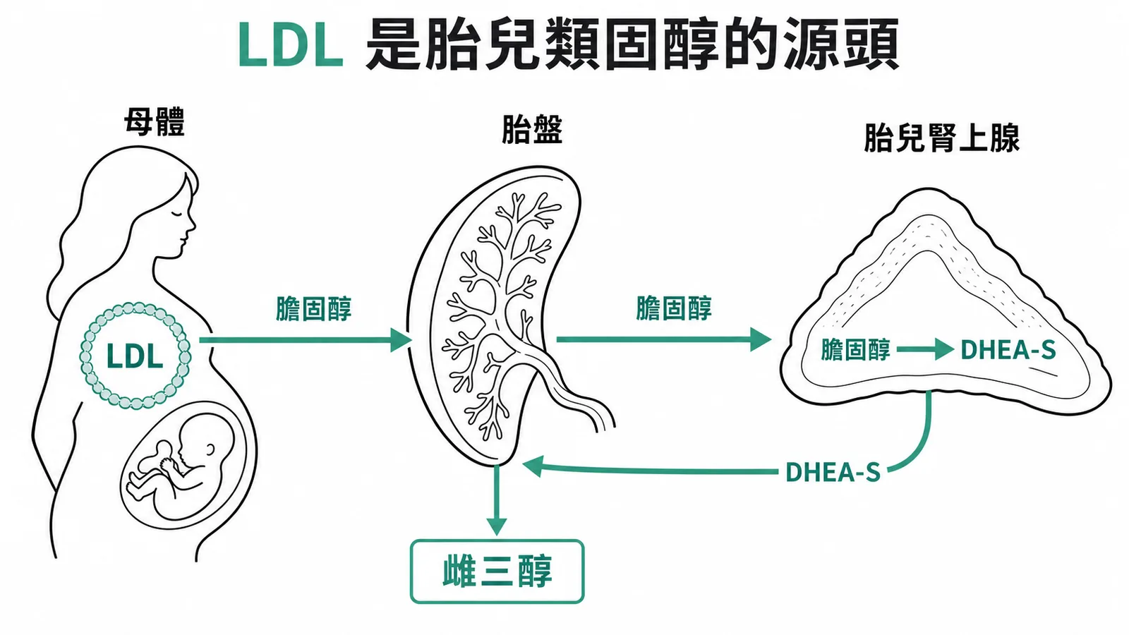 胎盤-胎兒單位:母體 LDL 膽固醇經胎兒腎上腺轉為 DHEA-S,再由胎盤合成雌三醇
