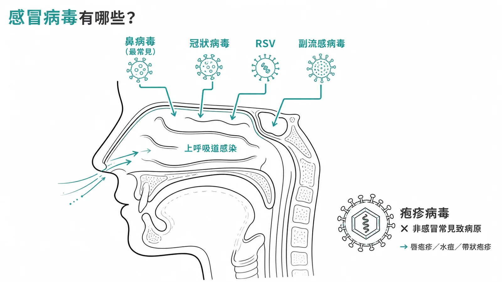 感冒常見致病原病毒vs疱疹病毒