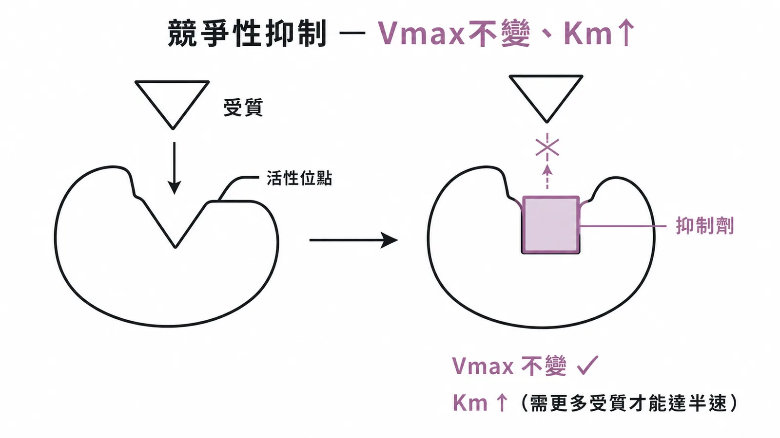 競爭性抑制劑卡住酵素活性位點,Vmax不變、Km上升