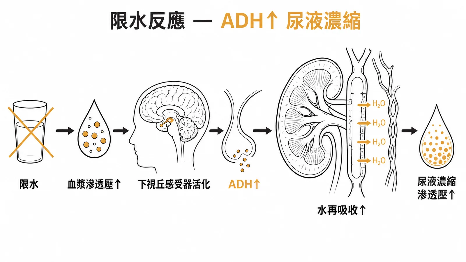限水後ADH上升導致腎臟水再吸收增加、尿液濃縮