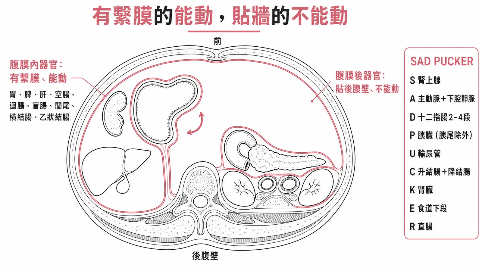 腹部橫切面示意圖：腹膜內器官被腹膜包住並有繫膜吊住、能動（胃脾肝空腸迴腸盲腸闌尾橫結腸乙狀結腸）；腹膜後器官貼在後腹壁、沒有繫膜、不能動，口訣 SAD PUCKER