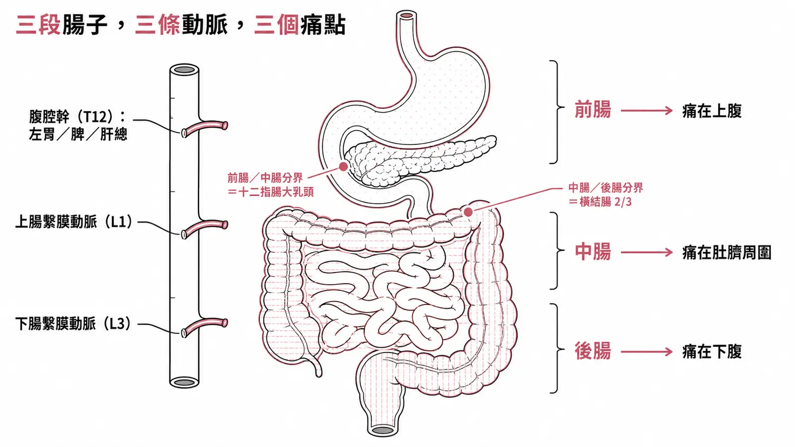 腸管三段與三條動脈對照圖：前腸到十二指腸大乳頭為止由腹腔幹（T12）供應、痛在上腹；中腸從大乳頭到橫結腸右2/3由上腸繫膜動脈（L1）供應、痛在肚臍周圍；後腸從橫結腸左1/3到直腸上段由下腸繫膜動脈（L3）供應、痛在下腹