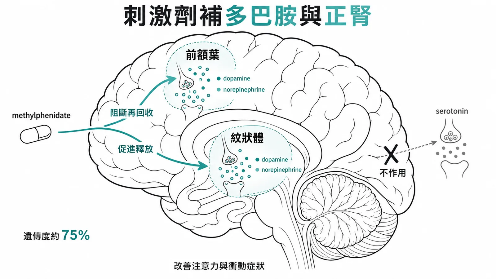 ADHD 機轉：中樞刺激劑增加前額葉與紋狀體的多巴胺與正腎上腺素，不作用在血清素