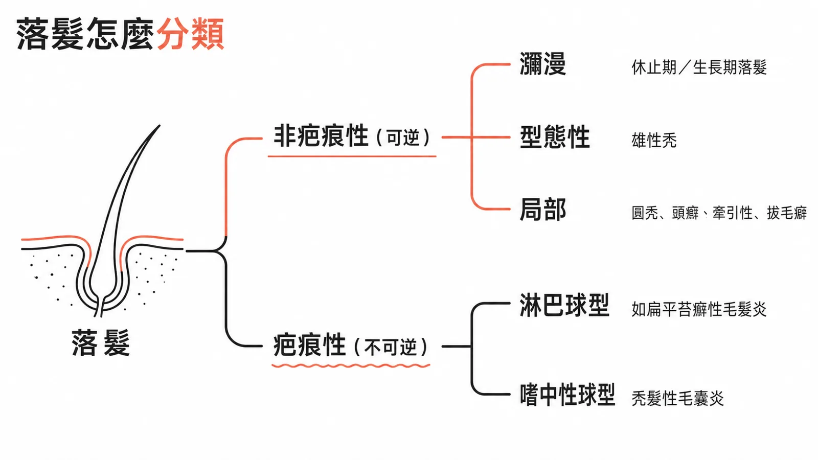 落髮分類樹：先分非疤痕性（可逆）與疤痕性（不可逆）；非疤痕性再分瀰漫（休止期/生長期落髮）、型態性（雄性禿）、局部（圓禿、頭癬、牽引性、拔毛癖）；疤痕性分淋巴球型與嗜中性球型