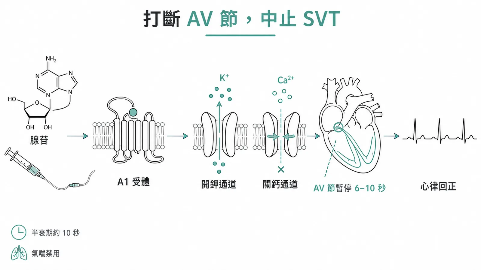 adenosine 打 SVT：活化 A1 受體、開鉀關鈣，讓 AV 節暫時完全阻斷 6–10 秒而中止 PSVT