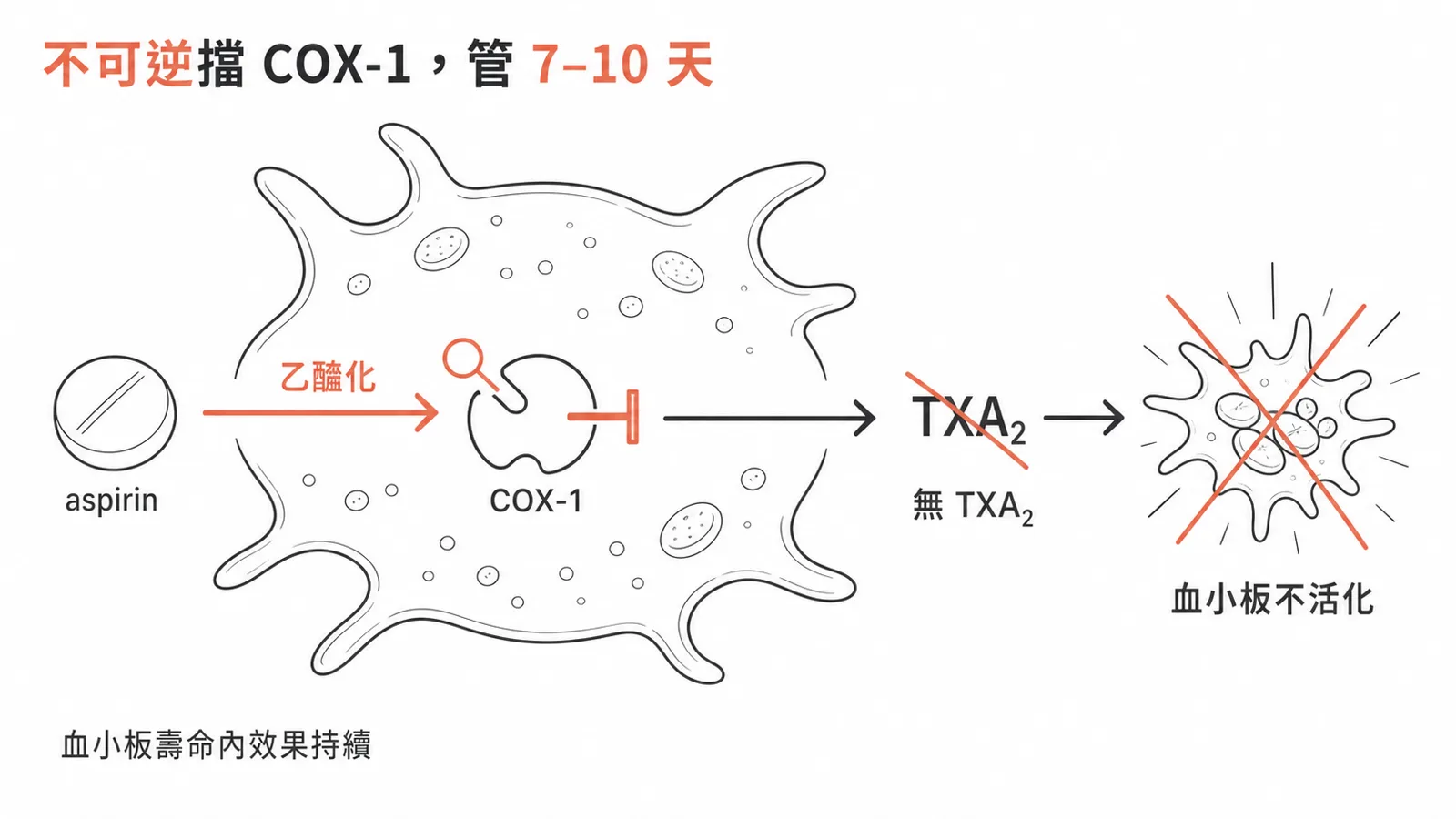 aspirin 不可逆乙醯化抑制 COX-1，擋掉 thromboxane A₂，效果持續血小板壽命 7–10 天