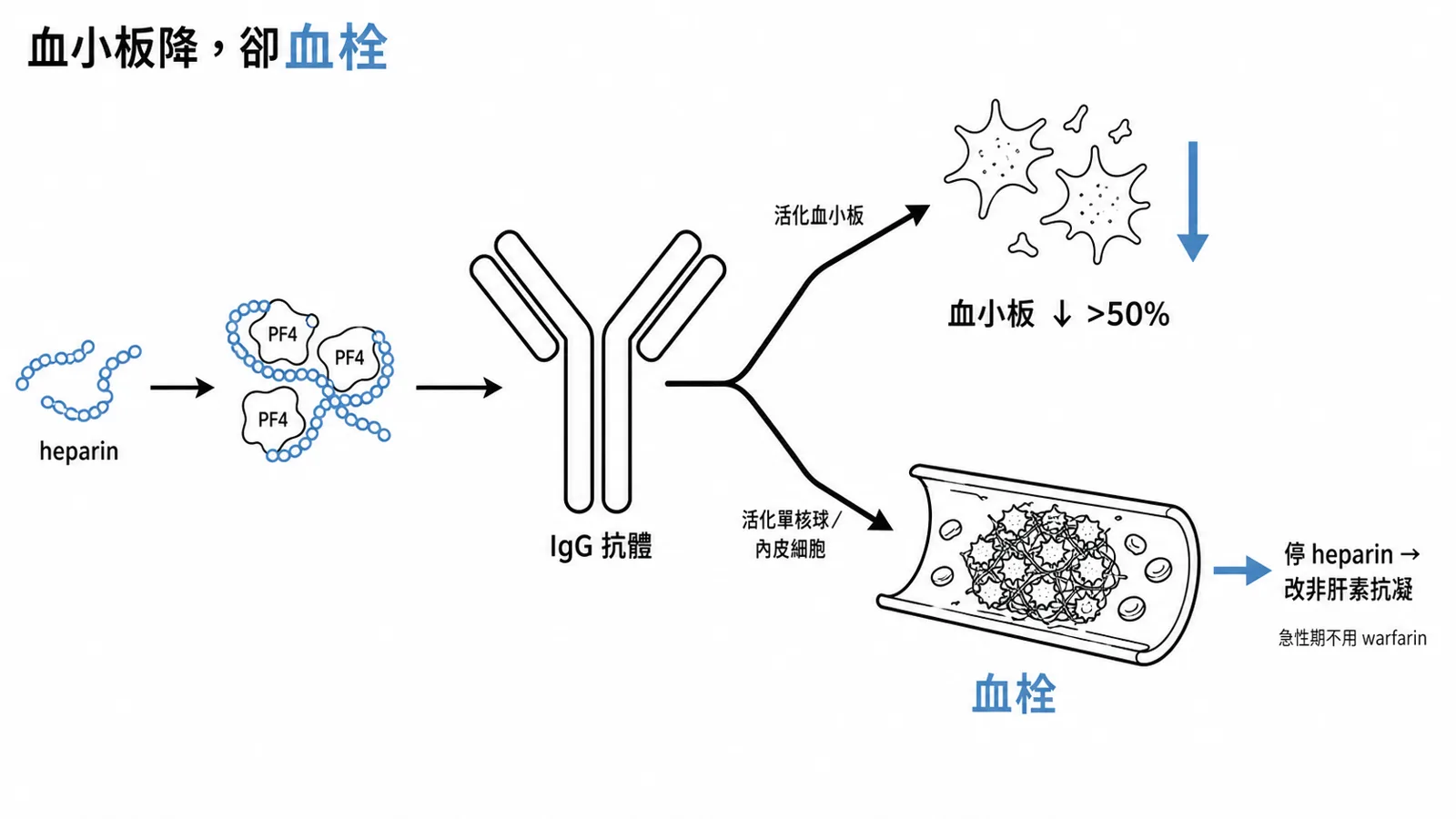 HIT：抗 PF4-heparin 抗體造成血小板下降卻矛盾性血栓；停所有 heparin、改非肝素、急性期禁 warfarin