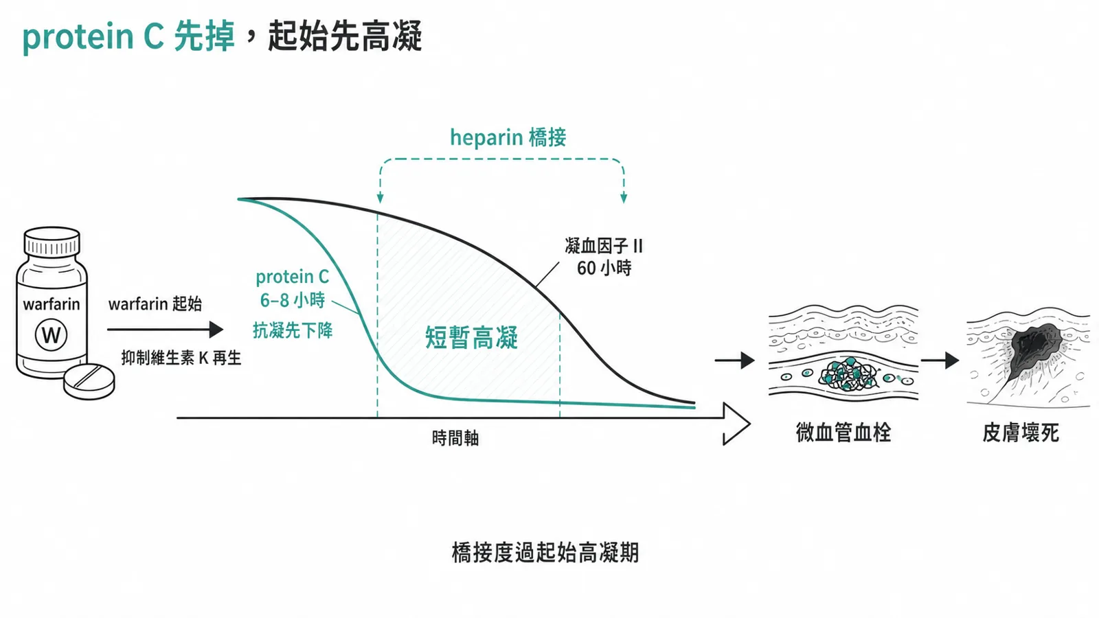 warfarin 起始高凝陷阱：protein C 半衰期短、先掉，短暫高凝造成皮膚壞死，所以要 heparin 橋接