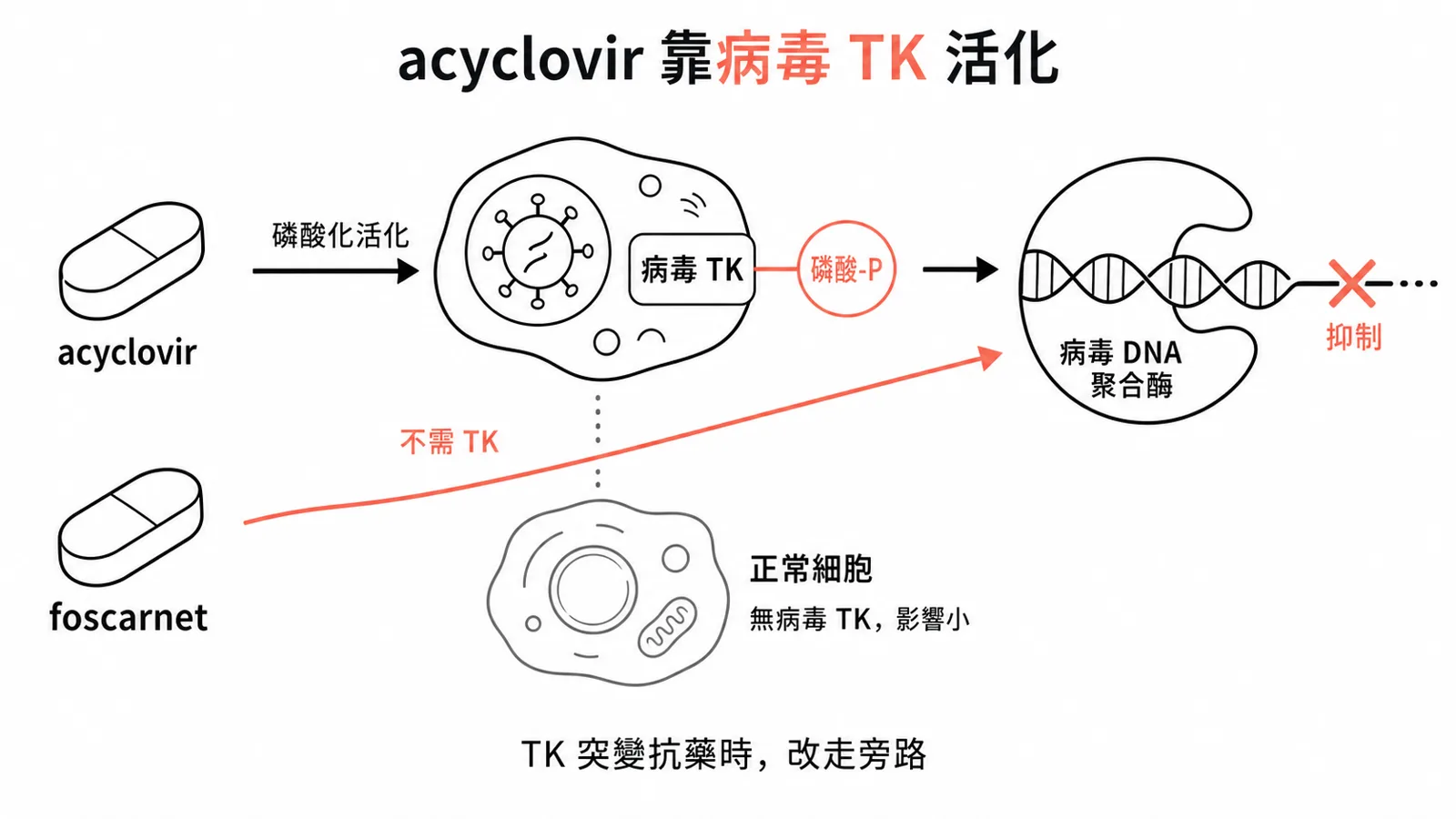 acyclovir 要先被病毒的 thymidine kinase 活化才有效，所以只打有 TK 的 HSV/VZV；foscarnet 不需病毒 kinase、可救抗藥株