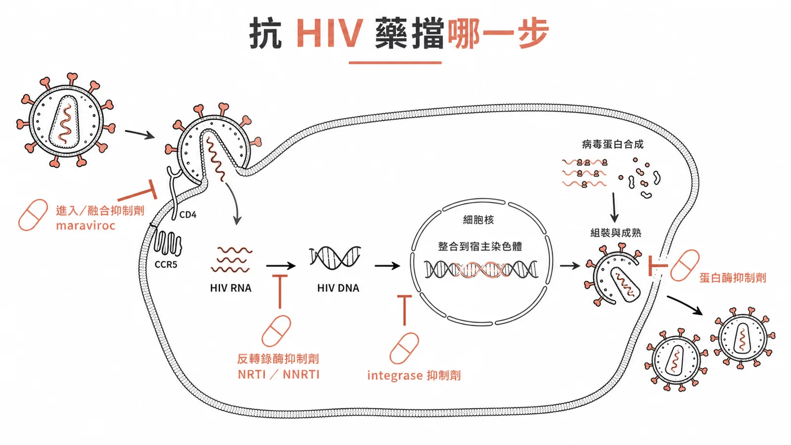 HIV 複製週期與各類藥的作用點：進入抑制劑、反轉錄酶抑制劑（NRTI/NNRTI）、integrase 抑制劑、蛋白酶抑制劑