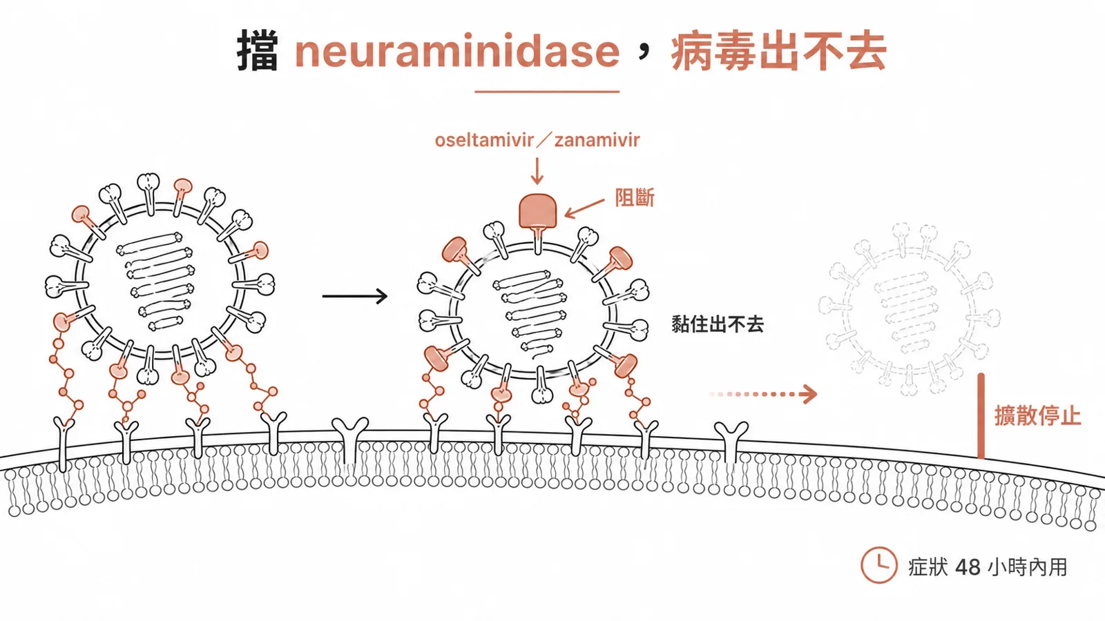 oseltamivir 與 zanamivir 抑制 neuraminidase，擋住病毒從細胞釋出；症狀 48 小時內用才有效